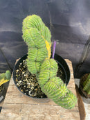 #EC275 EXACT Trichocereus Pachanoi China Gold Variegated Cactus