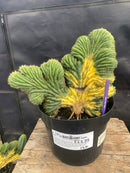 #EC275 EXACT Trichocereus Pachanoi China Gold Variegated Cactus