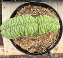 #EC276 EXACT Trichocereus Pachanoi Crested Cactus in 8” container