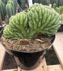#EC276 EXACT Trichocereus Pachanoi Crested Cactus in 8” container