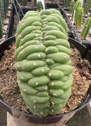 #EC276 EXACT Trichocereus Pachanoi Crested Cactus in 8” container