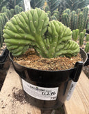 #EC276 EXACT Trichocereus Pachanoi Crested Cactus in 8” container