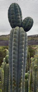 #EC277 EXACT Trichocereus Pachanoi Dan X Sharxx Blue “King Daniel” 8” cutting