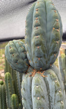 #EC277 EXACT Trichocereus Pachanoi Dan X Sharxx Blue “King Daniel” 8” cutting
