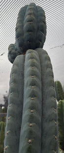 #EC277 EXACT Trichocereus Pachanoi Dan X Sharxx Blue “King Daniel” 8” cutting