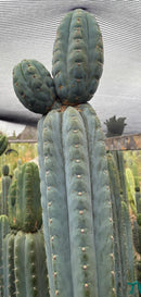#EC277 EXACT Trichocereus Pachanoi Dan X Sharxx Blue “King Daniel” 8” cutting