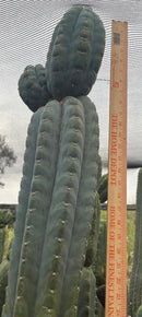#EC277 EXACT Trichocereus Pachanoi Dan X Sharxx Blue “King Daniel” 8” cutting