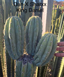 #EC277 EXACT Trichocereus Pachanoi Dan X Sharxx Blue “King Daniel” 8” cutting