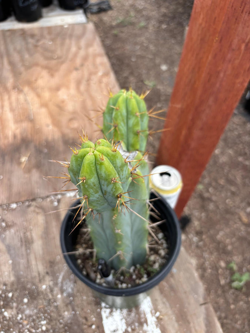 koehres kaktus EC278 EXACT Trichocereus Bridgesii Koehres seedgrown Cactus 10.5”