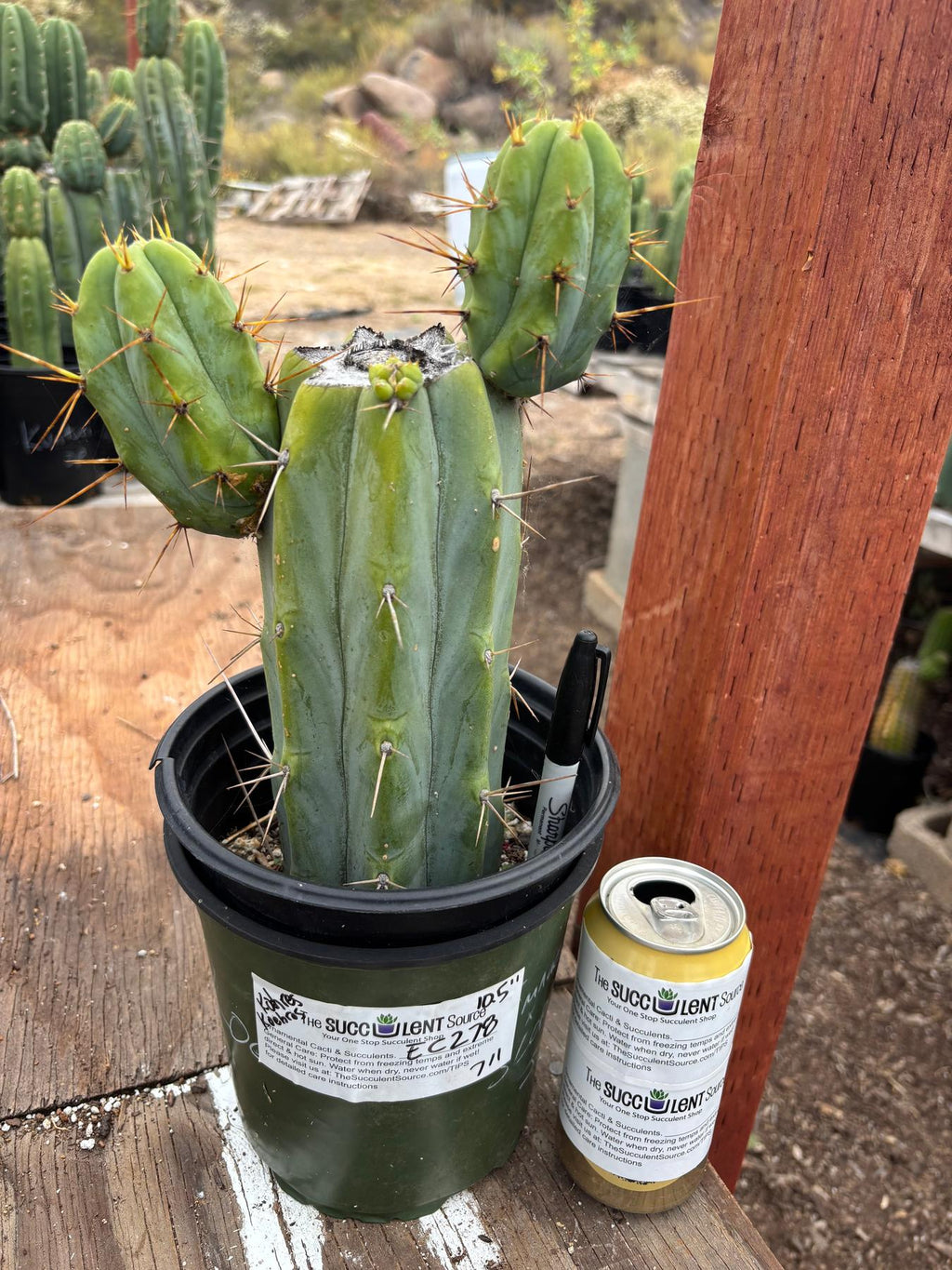 EC278 EXACT Trichocereus Bridgesii Koehres seedgrown Cactus 10.5”