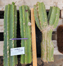 #EC279 EXACT Trichocereus Pachanoi PC TLC Ornamental Cactus Cutting Lot