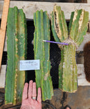 #EC279 EXACT Trichocereus Pachanoi PC TLC Ornamental Cactus Cutting Lot