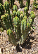 #EC28 EXACT Trichocereus OTB "Old Town Bridgesii" Cactus cutting 8-10"