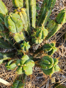 #EC28 EXACT Trichocereus OTB "Old Town Bridgesii" Cactus cutting 8-10"
