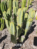 #EC28 EXACT Trichocereus OTB "Old Town Bridgesii" Cactus cutting 8-10"