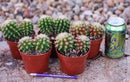 #EC280 EXACT Echinocactus Grusonii Brevispinus Cactus