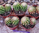 #EC280 EXACT Echinocactus Grusonii Brevispinus Cactus