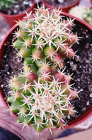 #EC280 EXACT Echinocactus Grusonii Brevispinus Cactus