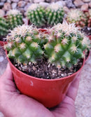 #EC280 EXACT Echinocactus Grusonii Brevispinus Cactus