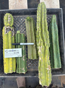 #EC281 EXACT Trichocereus TLC Pachanoi Cactus NOT-PC Grafting Bargain Cuttings Lot