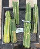 #EC281 EXACT Trichocereus TLC Pachanoi Cactus NOT-PC Grafting Bargain Cuttings Lot