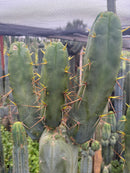 #EC283 EXACT Trichocereus Bridgesii EBAY “RB” Cactus Cutting 8”