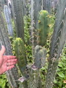 #EC283 EXACT Trichocereus Bridgesii EBAY “RB” Cactus Cutting 8”