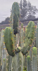 #EC283 EXACT Trichocereus Bridgesii EBAY “RB” Cactus Cutting 8”