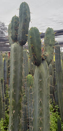 #EC283 EXACT Trichocereus Bridgesii EBAY “RB” Cactus Cutting 8”