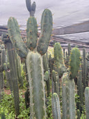 #EC283 EXACT Trichocereus Bridgesii EBAY “RB” Cactus Cutting 8”