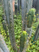 #EC283 EXACT Trichocereus Bridgesii EBAY “RB” Cactus Cutting 8”