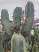 #EC283 EXACT Trichocereus Bridgesii EBAY “RB” Cactus Cutting 8”