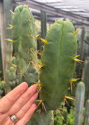 #EC283 EXACT Trichocereus Bridgesii EBAY “RB” Cactus Cutting 8”