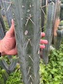 #EC283 EXACT Trichocereus Bridgesii EBAY “RB” Cactus Cutting 8”