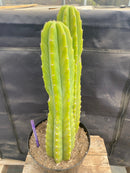 #EC285 EXACT Trichocereus Pachanoi "PC" Cactus 14.5 15.5”