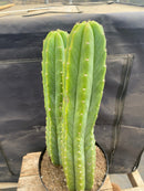 #EC285 EXACT Trichocereus Pachanoi "PC" Cactus 14.5 15.5”