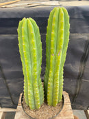 #EC285 EXACT Trichocereus Pachanoi "PC" Cactus 14.5 15.5”