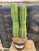#EC285 EXACT Trichocereus Pachanoi "PC" Cactus 14.5 15.5”