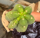 #EC286 Beau’s Exact Trichocereus Cactus Cutting Page