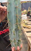 #EC286 Beau’s Exact Trichocereus Cactus Cutting Page