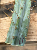 #EC286 Beau’s Exact Trichocereus Cactus Cutting Page