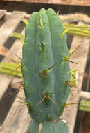 #EC286 Beau’s Exact Trichocereus Cactus Cutting Page