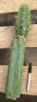 #EC286 Beau’s Exact Trichocereus Cactus Cutting Page