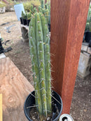 #EC287 “A” EXACT Trichocereus Peruvianus TSSBP Peru Cactus 16.5”
