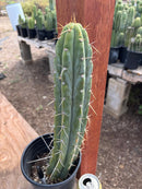 #EC287 “A” EXACT Trichocereus Peruvianus TSSBP Peru Cactus 16.5”