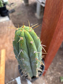 #EC287 “A” EXACT Trichocereus Peruvianus TSSBP Peru Cactus 16.5”