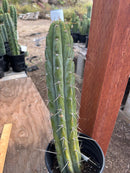 #EC287 “A” EXACT Trichocereus Peruvianus TSSBP Peru Cactus 16.5”