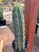 #EC287 “A” EXACT Trichocereus Peruvianus TSSBP Peru Cactus 16.5”