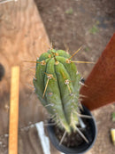 #EC287 “A” EXACT Trichocereus Peruvianus TSSBP Peru Cactus 16.5”