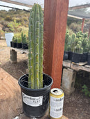 #EC287 “A” EXACT Trichocereus Peruvianus TSSBP Peru Cactus 16.5”